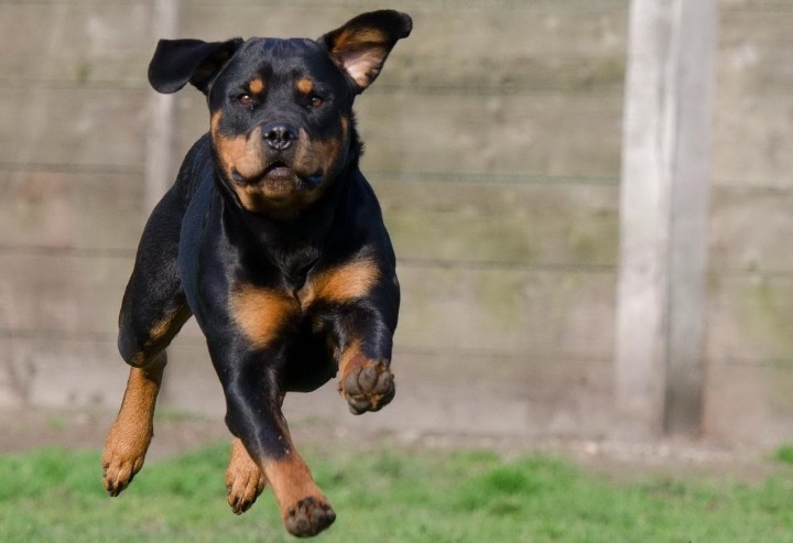 NÖ Hundehaltegesetz