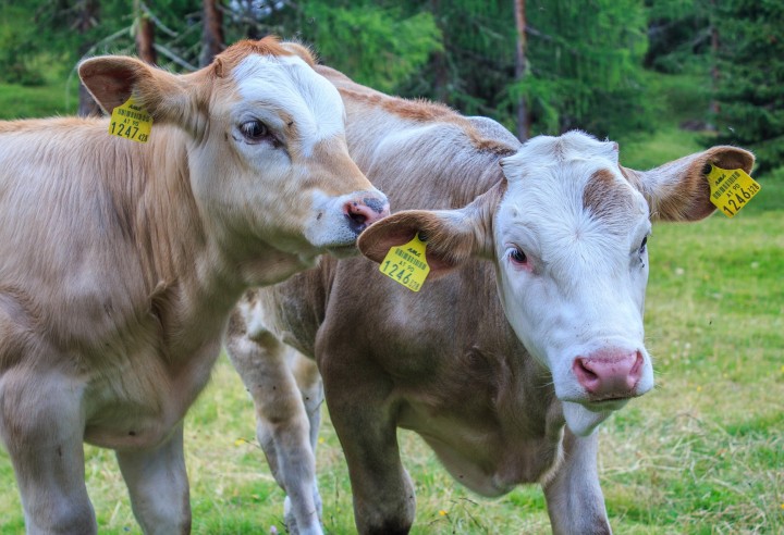 Tierseuchenbekämpfung