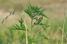 Allergie-Unkraut Ragweed (Ambrosia artemisiifolia)