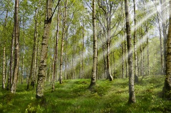 Biomasse Nahwärme und Biomasse-KWK in NÖ