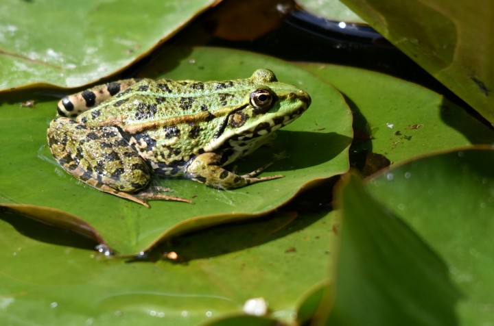 Foto eines Wasserfrosches