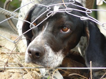 Animal Hoarding