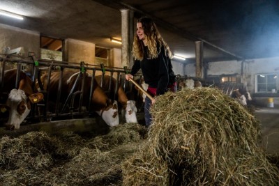 Innen, früher Morgen: Dorfhelferin verfüttert mit einer Heugabel Heu an die Kühe im Stall.