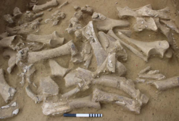 Thomas Einwögerer - Mammutjäger im Zentrum Niederösterreichs