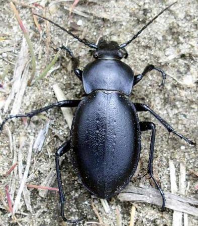 Ungarischer Laufkäfer