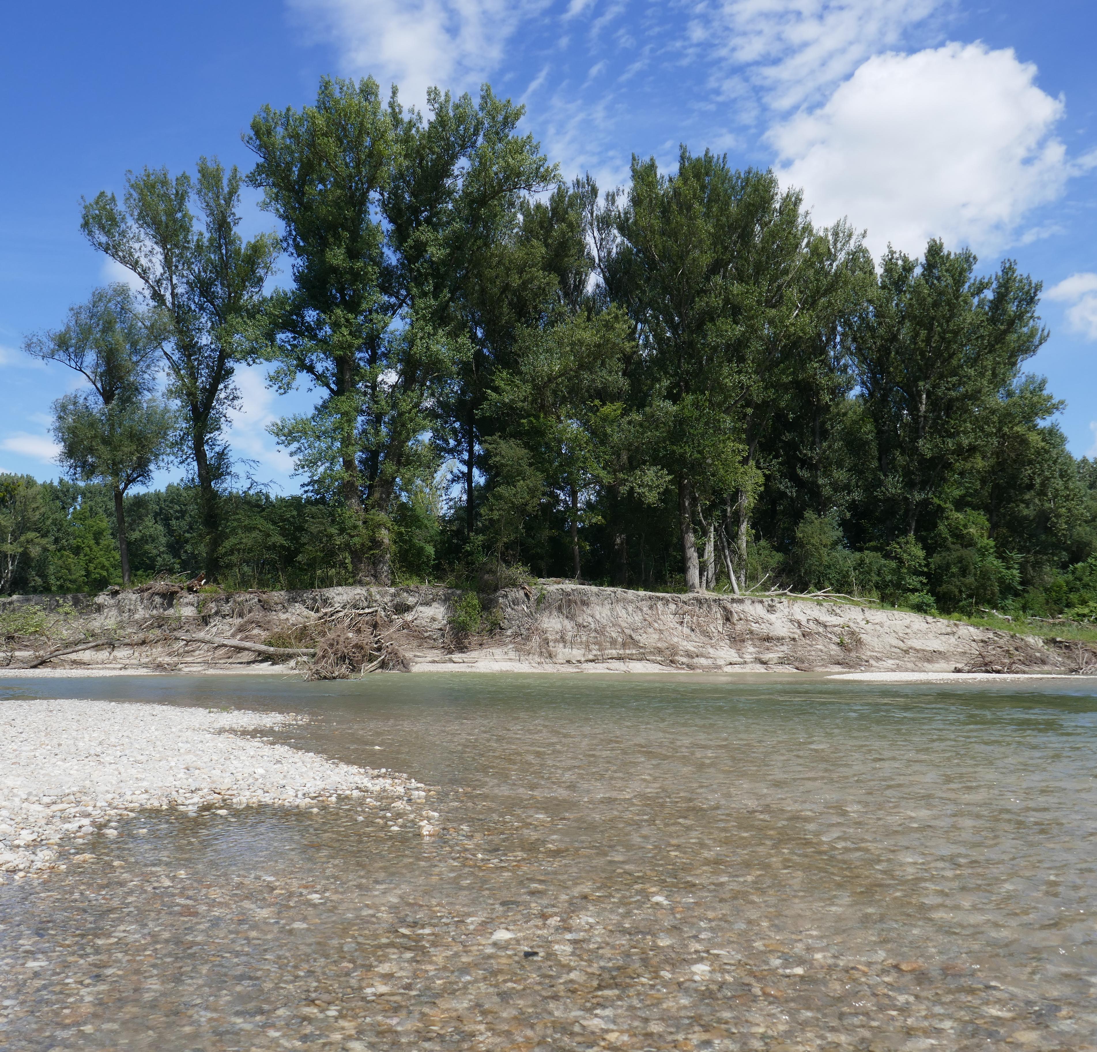 Spiitelauer Arm der Donau